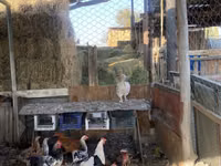 Chickens — Foto 4