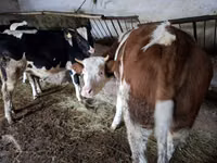 بقرة, Simmental cattle — الصورة 1