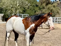 घोड़ा, American paint horse — फ़ोटो 3