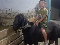 Ram, Arashan sheep — photo 2