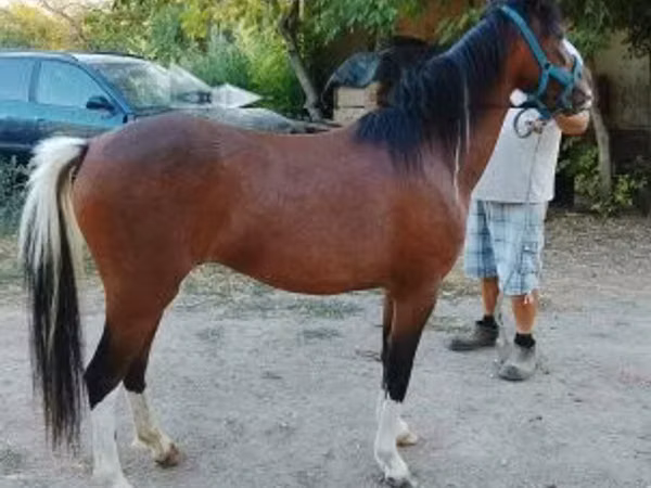 Mare, Horses
