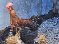 Brahma — Foto 3
