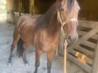 Caballo, Rocky Mountain Horse — foto 3