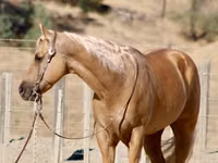 Horse (M), Quarter Horse — photo 7