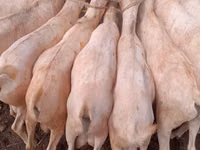ماعز (دفعة، الجنس غير محدد), Somali goats — الصورة 1