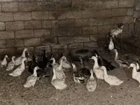 Geese — फ़ोटो 4