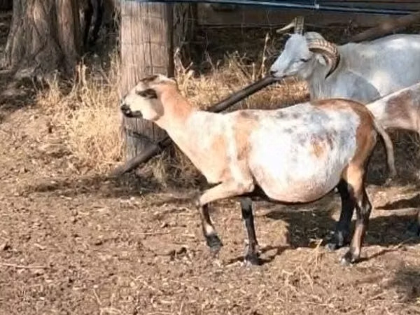Schaf, Cameroon sheep