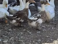 Ducks — photo 1