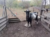 Billy Goat, Goats — photo 2