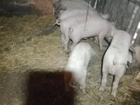 Schweine (Partie, Geschlecht nicht angegeben), Schweine — Foto 1