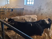 ثور, Russian Black pied cattle — الصورة 1