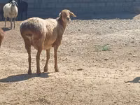 Widder, Ordabasy sheep — Foto 2