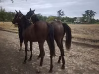 Mare, Horses — photo 3