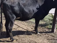 गाय, गोलस्टीन नस्ल — फ़ोटो 5