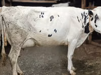 母牛, Russian Black pied cattle — 照片 1