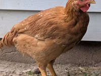 Gallinas Shamo — foto 4