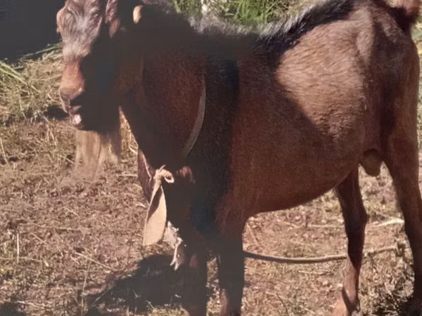 Goats (batch, sex not specified), Beetal goats