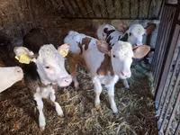 بقرة, Simmental cattle — الصورة 1