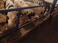 ثور, Russian Black pied cattle — الصورة 5