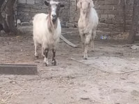 Billy Goat, Goats — photo 3