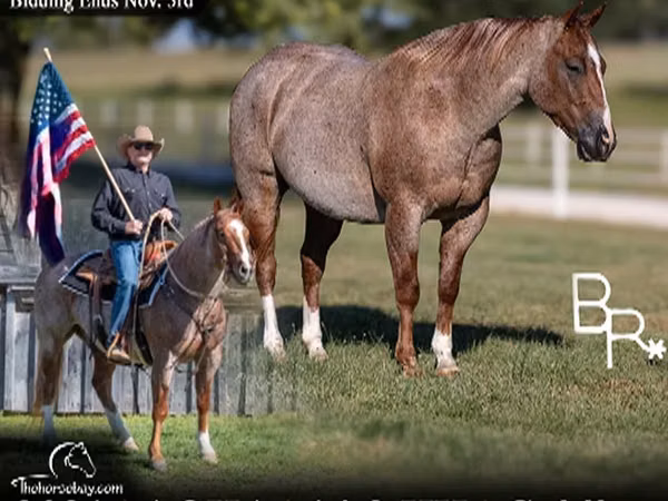 公马, Quarter Horse