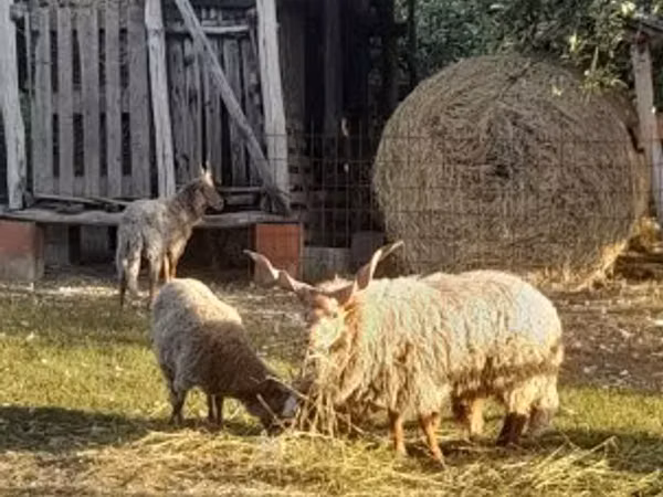 भेड़, Racka sheep