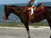 Stute, American paint horse — Foto 1