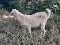 عنزة, Nubian Goat — الصورة 8
