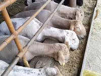 Ram, Sheep — photo 7