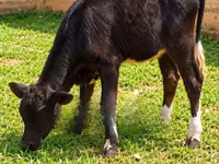 गाय, ऐरशायर — फ़ोटो 4