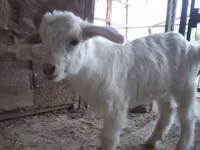 Goats (batch, sex not specified), Saanen goat — photo 4