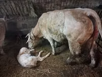 Toro, Charolais cattle — foto 6
