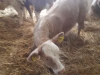 मवेशी (लॉट, लिंग निर्दिष्ट नहीं), Simmental cattle — फ़ोटो 4