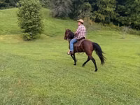 Caballo, Rocky Mountain Horse — foto 6