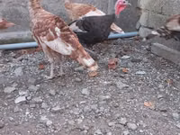 बोर्बन रेड — फ़ोटो 6