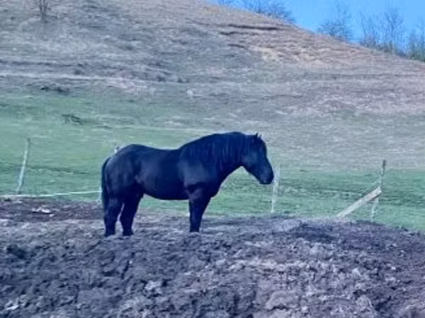 Horse (M), Kabardian horse
