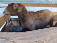 भेड़, Arabi sheep — फ़ोटो 5