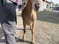Schaf, Arashan sheep — Foto 3