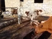 بقرة, Latvian Blue cattle — الصورة 2