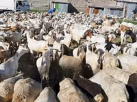 ماعز (دفعة، الجنس غير محدد), الماعز — الصورة 1