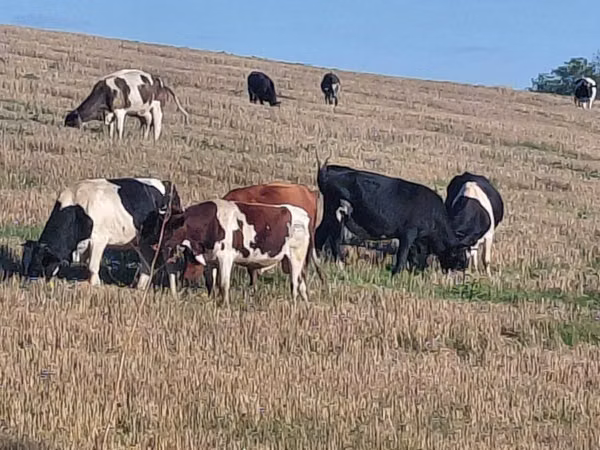 Toro, Raza Holstein