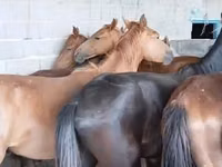Caballo, Caballos — foto 1