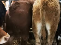 Rinder (Partie, Geschlecht nicht angegeben), Simmental cattle — Foto 4