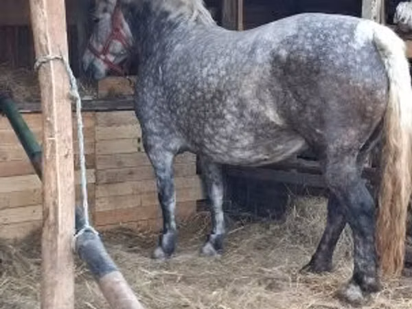 Stute, Hungarian horse breed