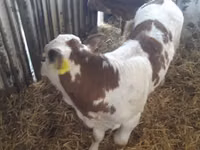 Cattle (batch, sex not specified), Simmental cattle — photo 6