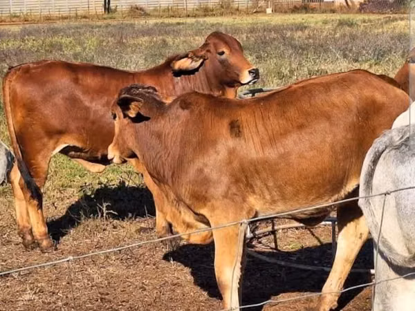 牛只（批次，未指定性别）, Cattle