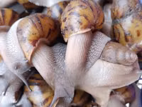 Snail Feed Supplement(10kg) — 照片 3