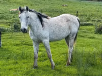 घोड़ा, Arabian horse — फ़ोटो 1