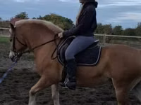 公马, Haflinger — 照片 1