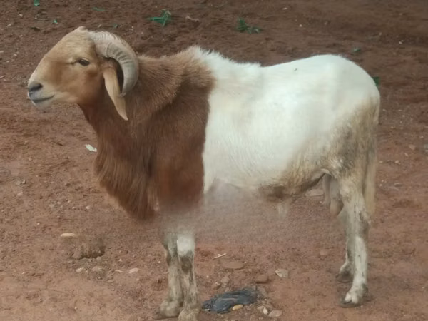 Ram, Sheep